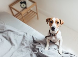 Como desinfetar uma casa depois que sua cadela pariu