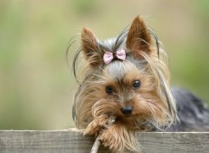 Como tratar pedras nos rins em cães