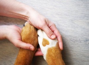 Como saber se um cachorro quebrou a pata