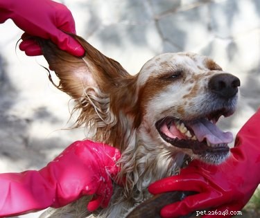 Hur man gör örontvätt för hundar
