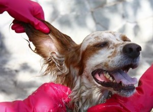 犬の耳を洗う方法 