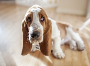 Efeitos colaterais de vacinas de cães