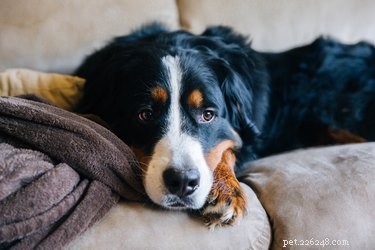 Efeitos colaterais de vacinas de cães