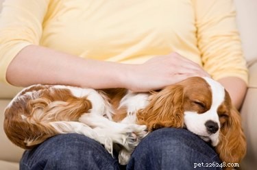Tecken på bukspottkörtelcancer hos hundar