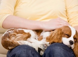 Признаки рака поджелудочной железы у собак