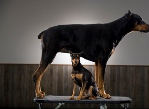 Como melhorar a pele e a pelagem do seu Doberman Pinscher