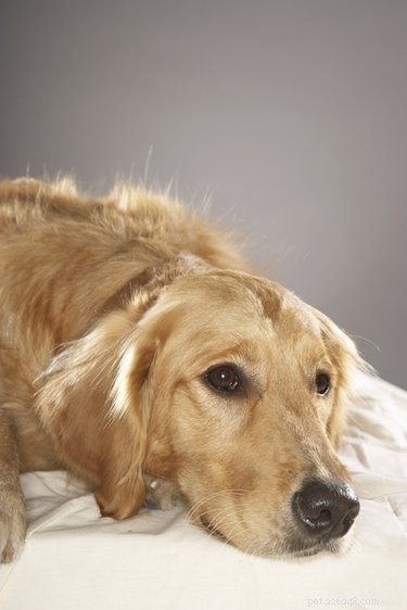 Hur man behandlar anemi hos hundar