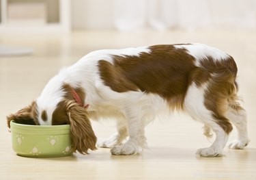 Kolik jídla by mělo štěně dostat?