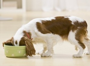 Quanta comida um filhote deve receber?