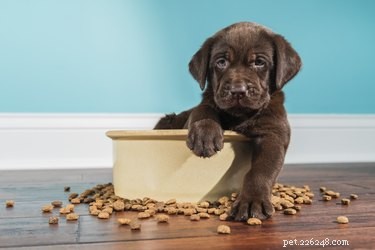 Hoeveel voer moet een puppy krijgen?