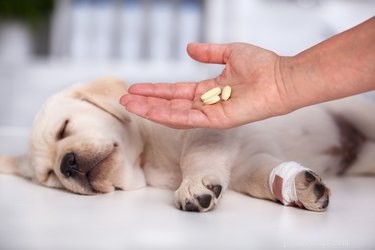 Efeitos colaterais da amoxicilina em cães