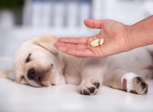 Nežádoucí účinky amoxicilinu u psů