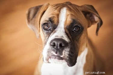 Problemi agli occhi in un boxer (cane) 
