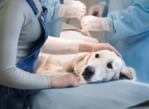 À propos du syndrome de la maladie euthyroïdienne chez le chien