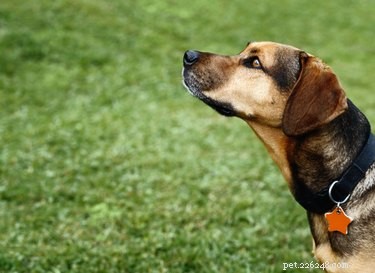 Tecken på fästingfeber hos hundar