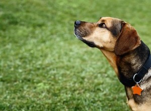 Признаки клещевой лихорадки у собак