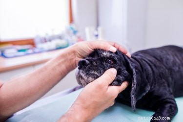 개에 감염된 개의 눈을 치료하기 위해 붕산을 사용하는 방법