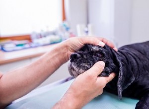 ホウ酸を使用して犬に感染した目を治療する方法 