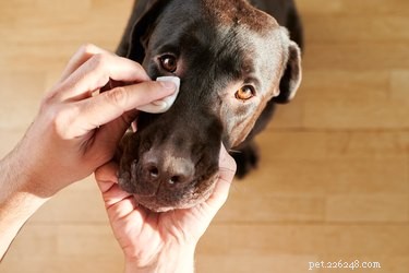 Behandeling voor een gezwollen oog bij een hond