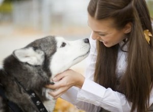 Symptômes de parasites intestinaux chez le chien