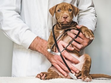 Os efeitos colaterais da anestesia em cães