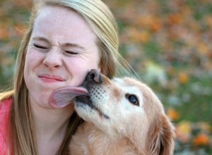 Como parar de lamber o cachorro em excesso