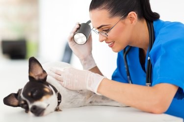 Лечение псориаза у собак