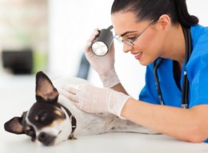 Traitement du psoriasis du chien