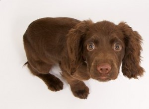 Jak si vyrobit domácí léky na úzkost u psů