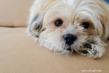 Hur vet man att en Shih Tzu-hund är sjuk