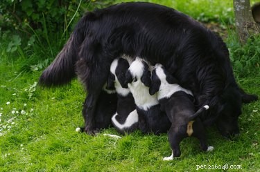 Comment prendre soin d une chienne en lactation