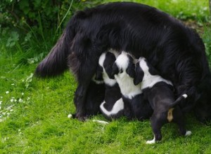 Comment prendre soin d une chienne en lactation