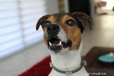 Huismiddeltjes tegen hoesten bij honden