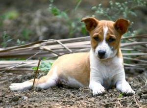 Comment traiter une élongation musculaire chez un chien