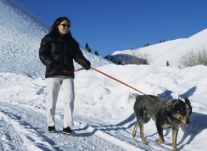 犬のウォブラー症候群を認識する方法 