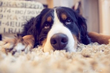 Effetti collaterali della doxiciclina per i cani