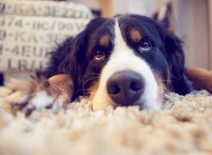 Побочные эффекты доксициклина у собак
