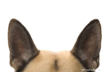 Jak zmírnit infekci uší psů olivovým olejem