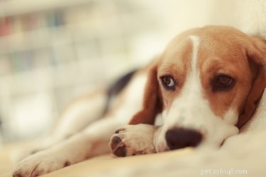 Hur de sista stadierna av njursvikt påverkar hundar