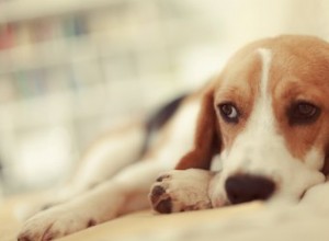 Como os últimos estágios da insuficiência renal afetam os cães