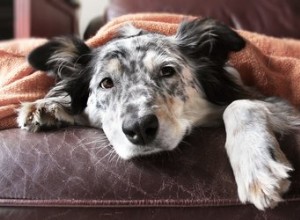 O que dar a um cão adulto que está vomitando