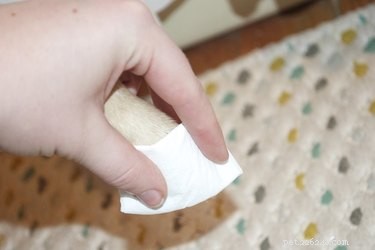 Como parar o sangramento se você aparar as unhas do seu cachorro muito curtas