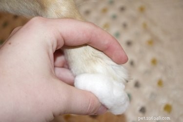 Как остановить кровотечение, если вы слишком коротко подстригли когти на пальцах собак