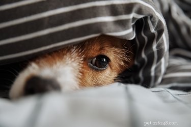 Huismiddeltjes tegen koorts bij honden