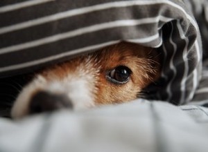 犬の発熱に対する家庭療法 
