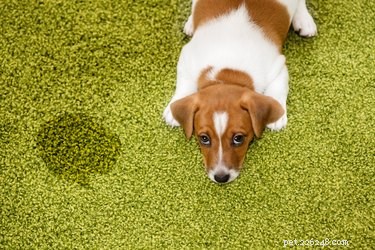 Hur du vet om din hund har en urinvägsinfektion