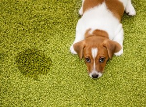 Como saber se seu cão tem uma infecção do trato urinário