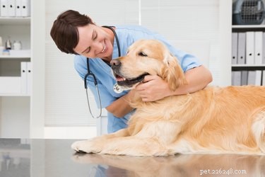 De quels vaccins les chiens ont-ils besoin chaque année ?