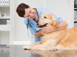 Какие прививки нужны собакам ежегодно?