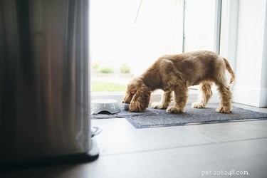 Voedingsmiddelen die diarree bij honden veroorzaken